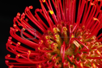 Red Protea