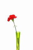 Red carnation in green vase isolated on white