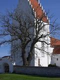 Barren Old Tree in Front of White Church