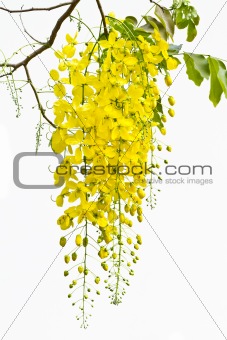 Cassia on white background.