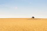 grain harvester combine