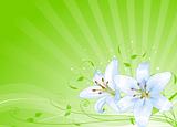 Easter lilies background