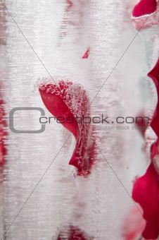 closeup of rose in the ice