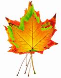 colorful maple leaves stack