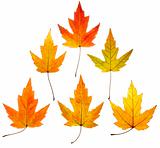 colorful maple leaves pyramid