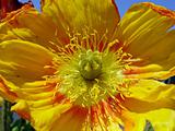 Closeup of yellow poppy