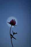 Moon and flower