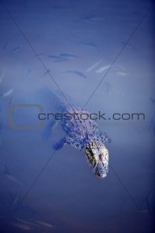 Crocodile floating