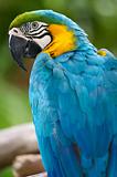 Blue & Yellow Macaw