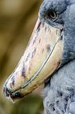 African Shoebill