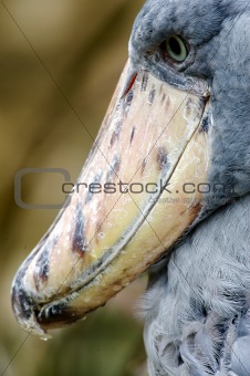 African Shoebill