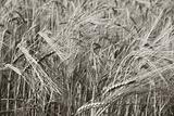 Ripe wheat field bw