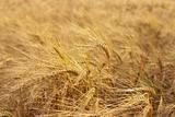 Ripe wheat field 3