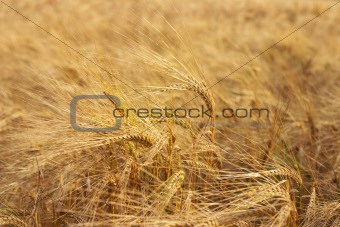 Ripe wheat field 3