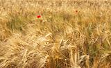 Ripe wheat field 5