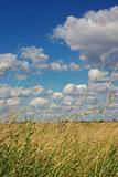 Wheat Field and blue sky 3