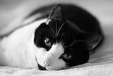 cat laying on bed portrait bw