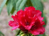 Red Rhododendron 1