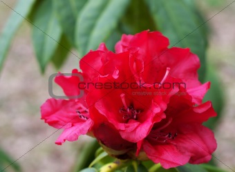 Red Rhododendron 1