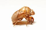 cicada shell on white background