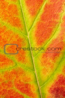 red maple leaf texture