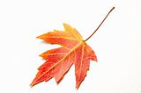 red maple leaf on white 
