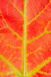 red maple leaf texture