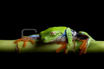 frog at rest, isolated black