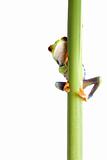 frog behind plant isolated white