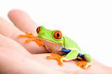 frog in hand isolated on white