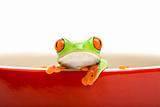 frog in cooking pot isolated on white
