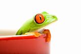 frog in a pot isolated