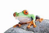 frog on a rock