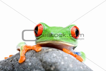 frog looking over rock isolated