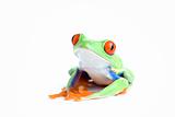 frog posing isolated on white