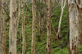 Boranup Forest 2