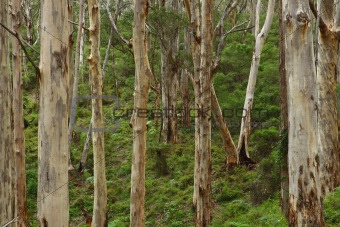 Boranup Forest 2