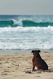 Dog on Smiths Beach
