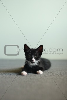 Kitten 1