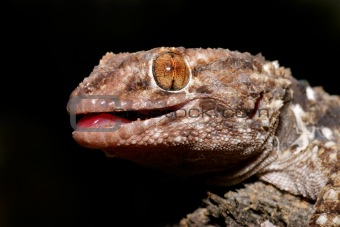 Bibron gecko