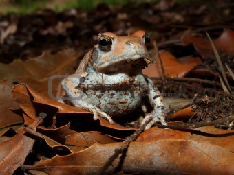 Red toad