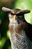 Malay Eagle Owl
