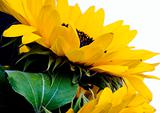 Vivid sunflowers