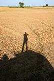 Human shadow on crop.
