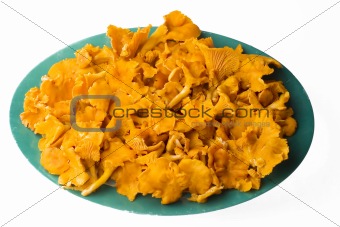 Chanterelle mushrooms on plate isolated on white