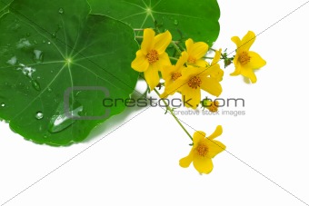 Yellow flowers and green leaves