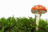 Red mushroom and moss