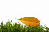 Yellow leaf on green moss isolated on white