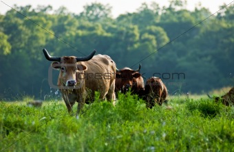 Cows in Pasture #2