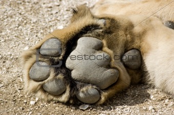 Lion Paw